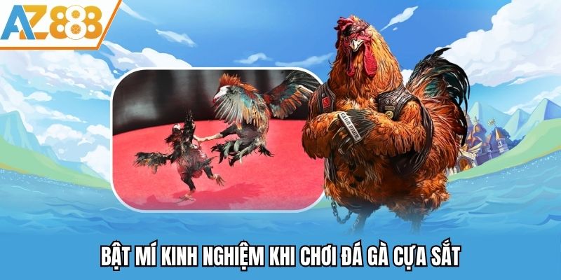 Bật mí kinh nghiệm khi chơi đá gà cựa sắt